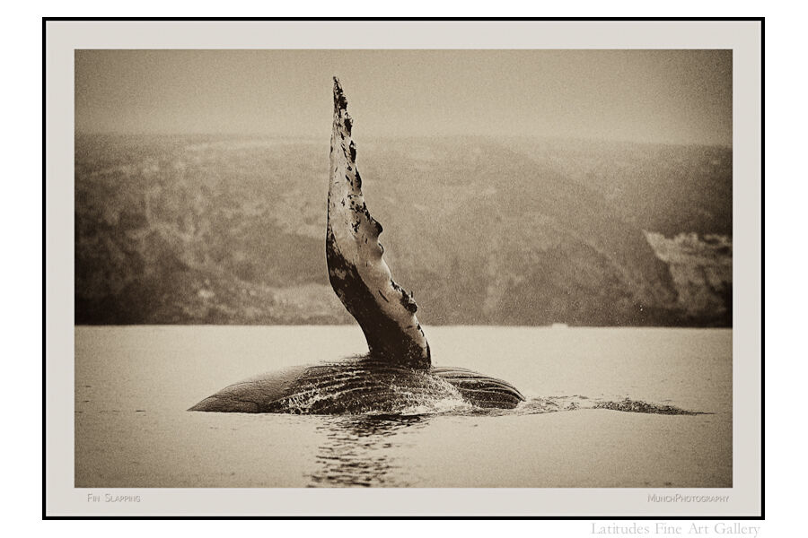 Humback whale fin near the coast of Santa Cruz Island.