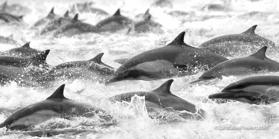 Dolphins on the Run